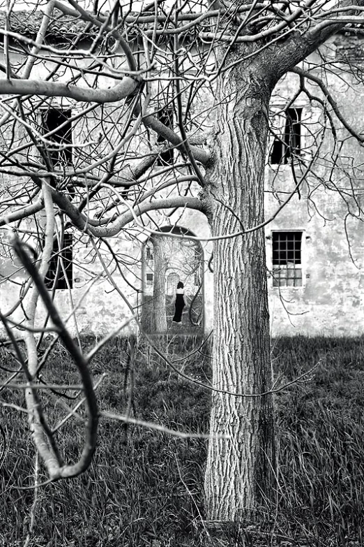 a tree with a bird feeder in front of a building