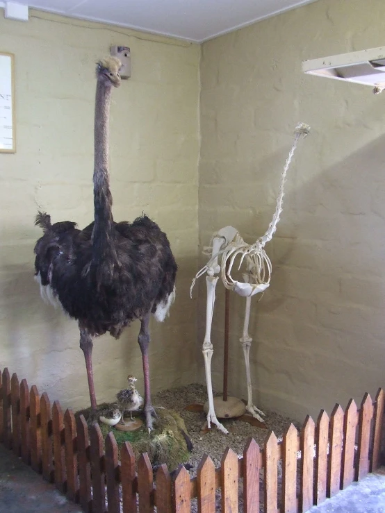 two ostriches are looking at each other in front of a skeleton