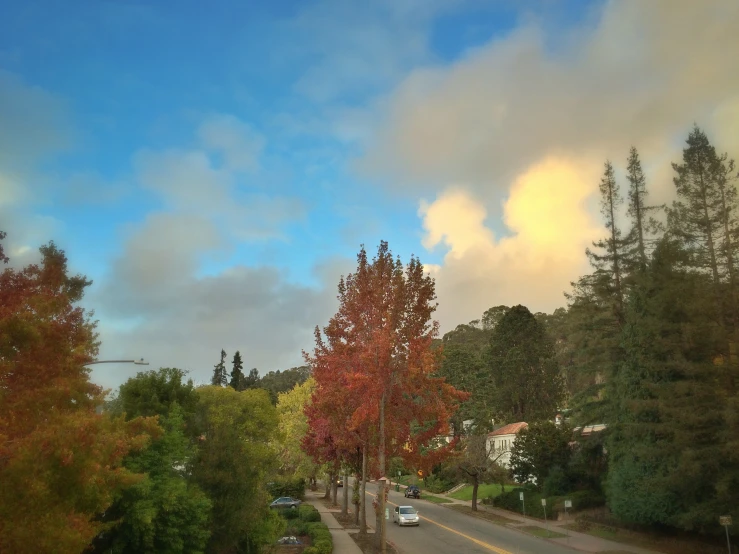 an image of colorful trees along the street