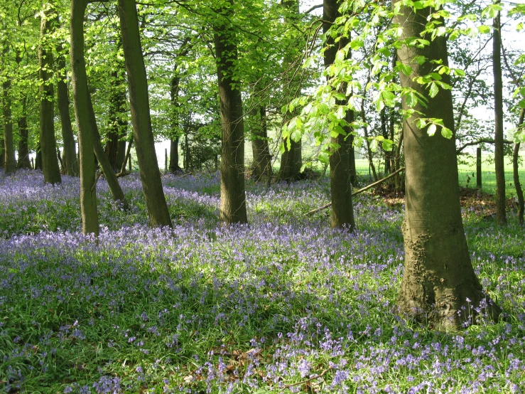 a field covered in lots of purple flowers next to tall trees