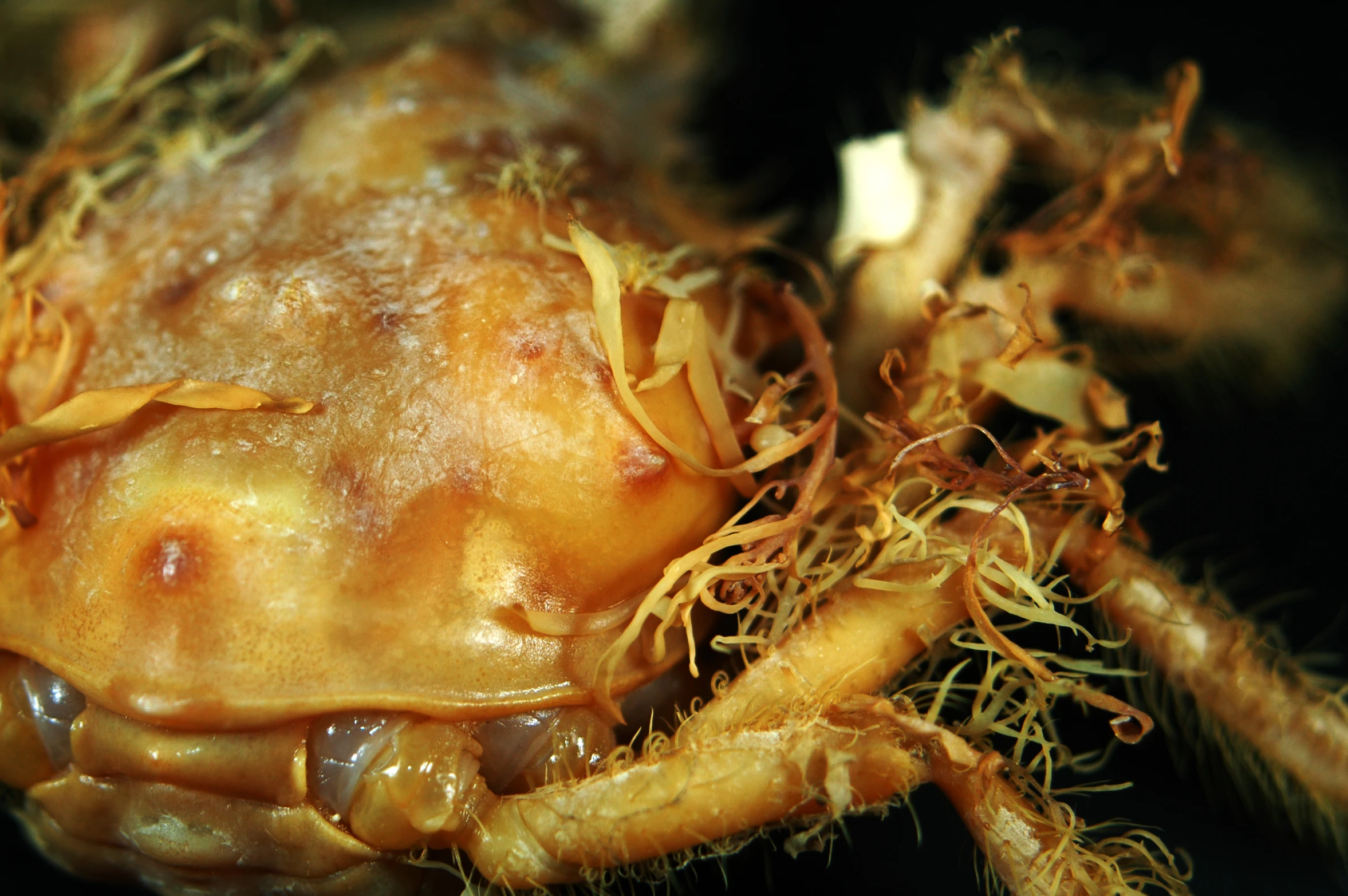 a bug with many large brown parts and small antennae