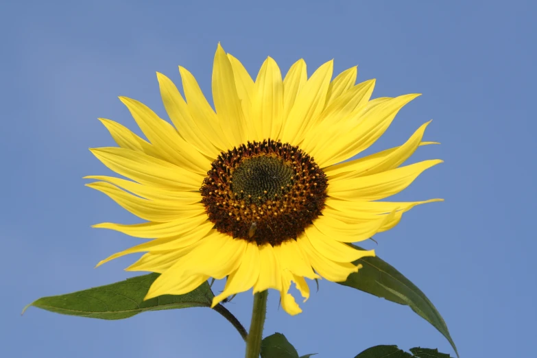 a single yellow sunflower on top of green leaves