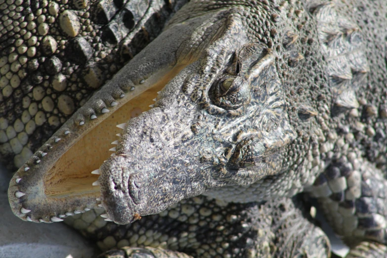 a crocodile has a wooden plaque attached to its nose