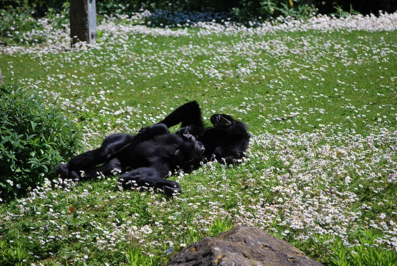 a black bear laying down in a field