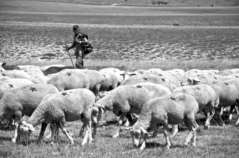 black and white po of a herd of sheep grazing