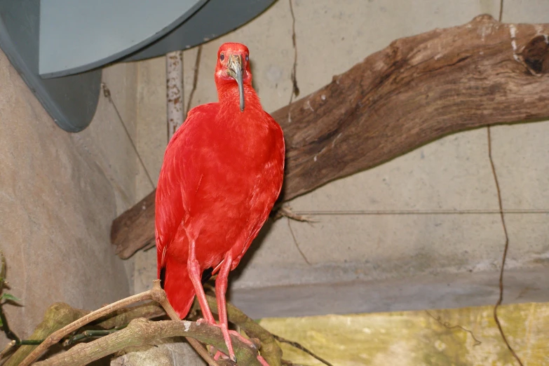 a red bird with orange beak sitting on a nch