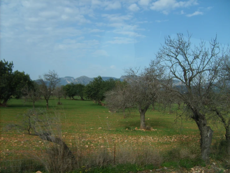 some trees and some grass on the ground