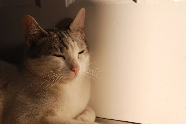 a cat that is laying on a floor