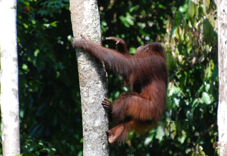 a small oranguel hanging in a tree trying to climb