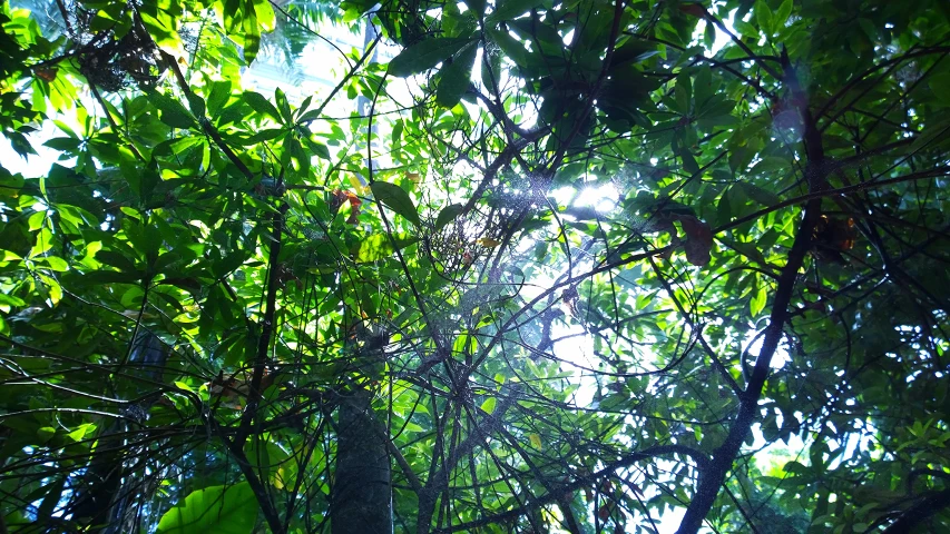 the leaves and nches of trees are covered in sunlight