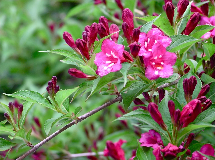 this is some flowers by some tall leaves