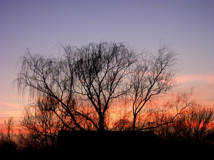 a picture with a dark purple background of tree nches