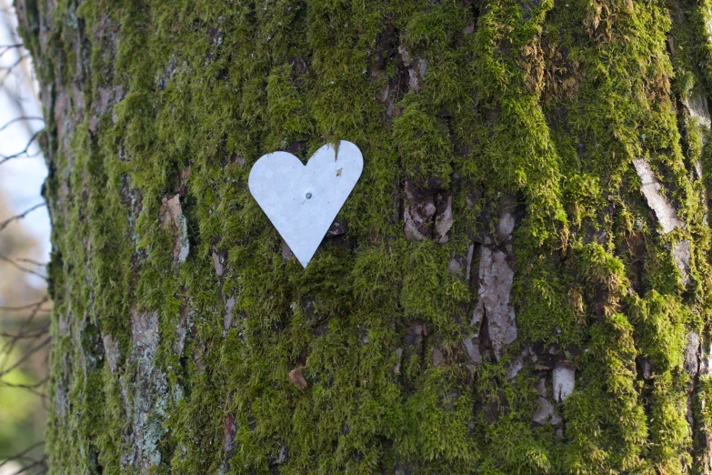 a white heart pinned to a mossy tree