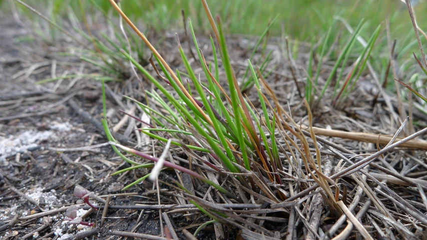 a plant with small leaves in the dirt