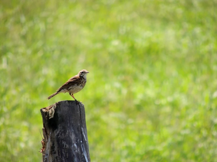 a bird sitting on top of a dead stump in a field