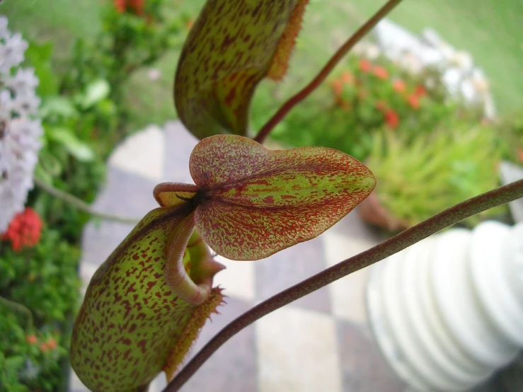 a flower that has been blooming on a stem