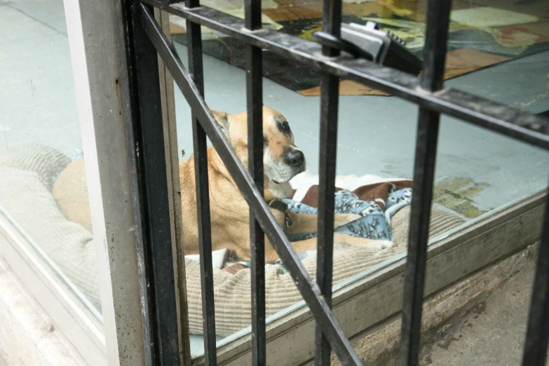 dog with collar and gloves on looking out of window