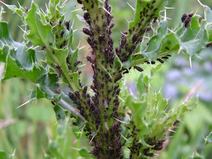 close up of a very green plant with tiny flowers