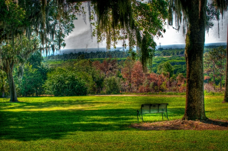 a park with trees, grass and a bench under a tree