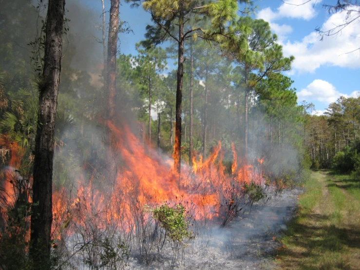 large fire blazing through the forest next to trees