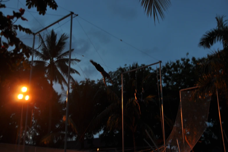 a bird is flying in the sky near a street light