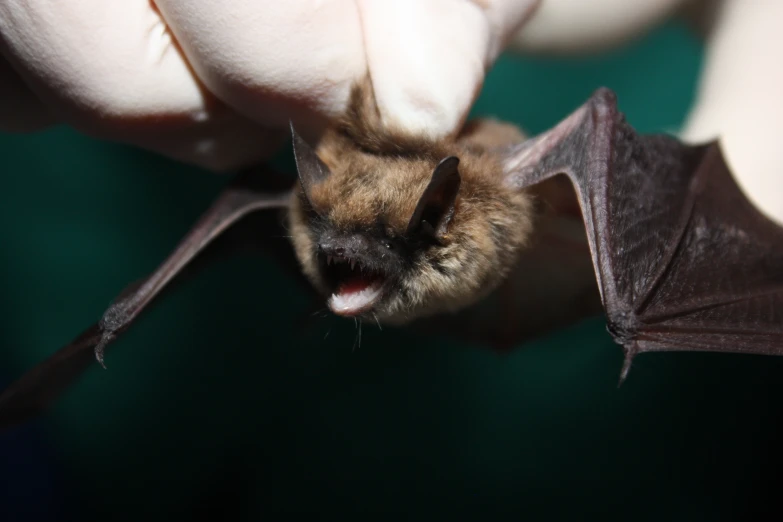 a small bat is sitting in the hands of a person