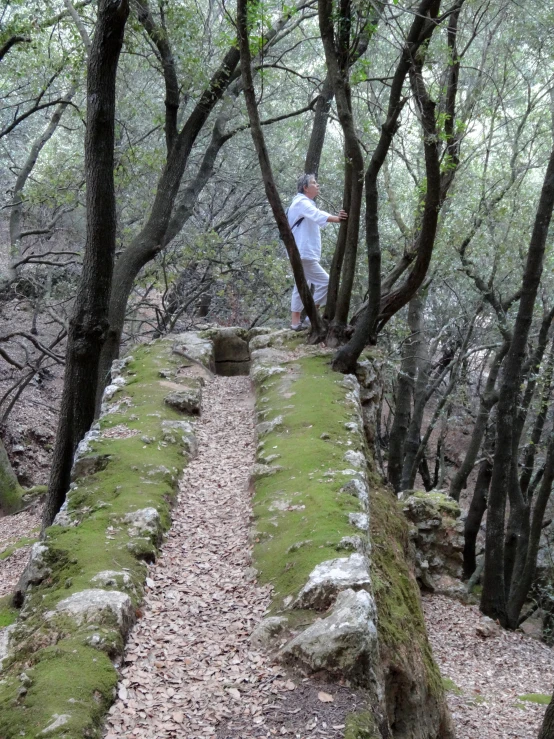 a person on a trail through the woods