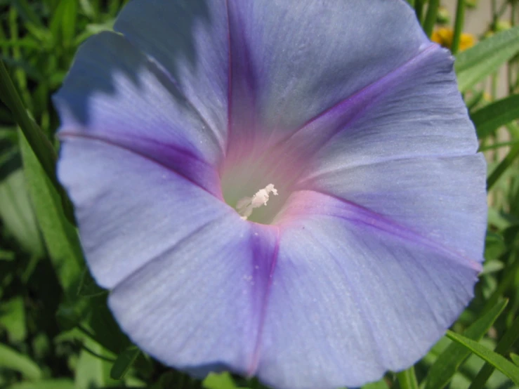 a blue flower is shown in this pograph