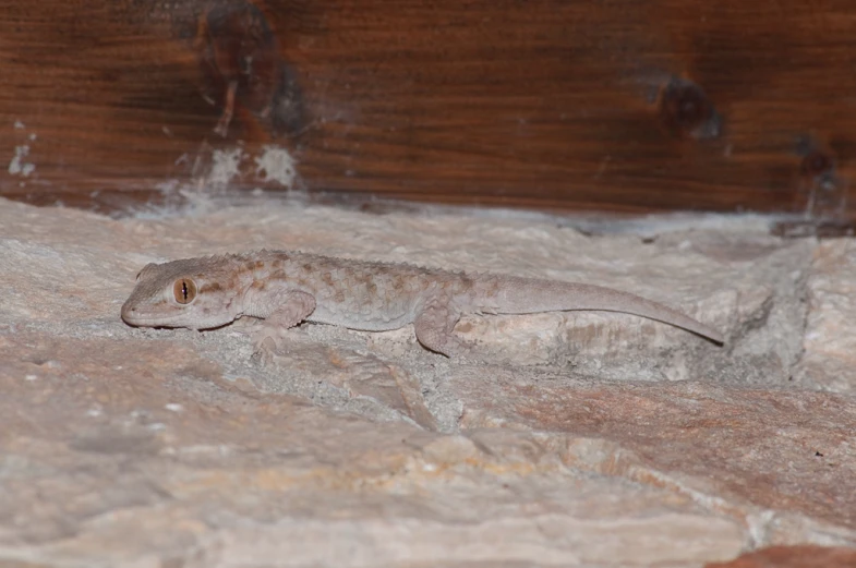 a small lizard with a long body is laying on a rock