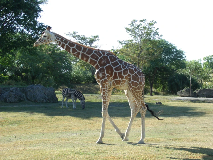 a giraffe is walking in the grass next to other animals