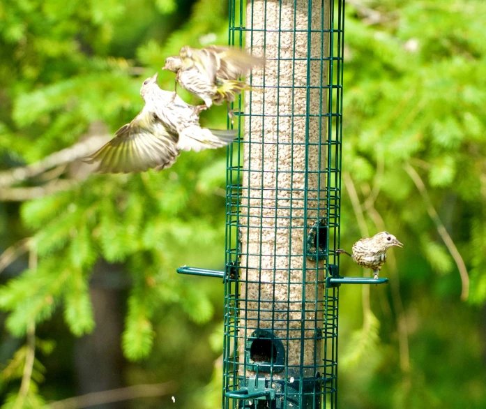 a bird feeder with two birds at it