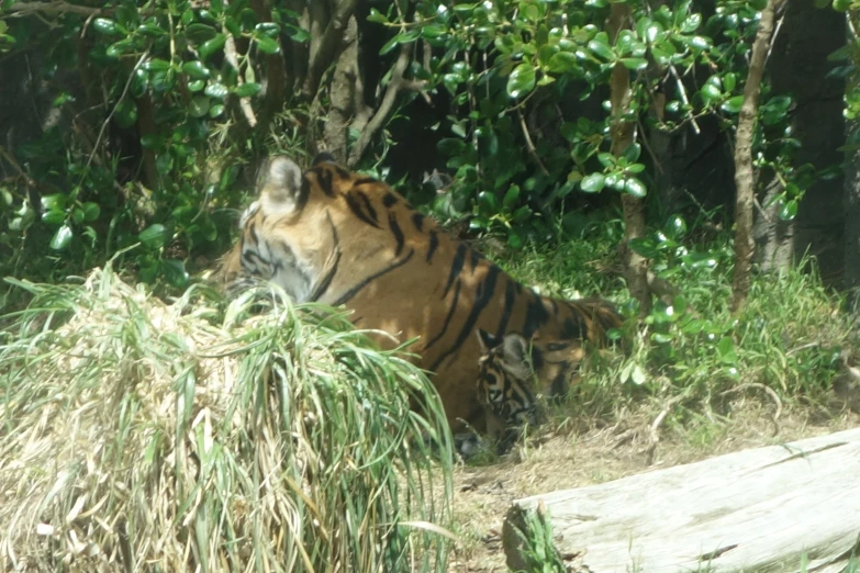 a tiger is in the wild by itself eating grass
