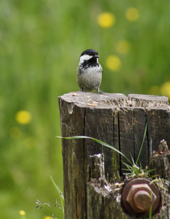 a small bird sitting on the edge of a wooden fence