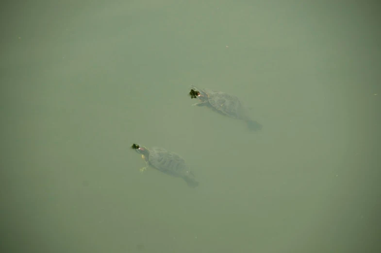 a couple of turtles are swimming in the water