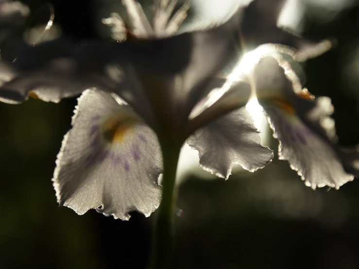 a close up of a white flower on the stalk