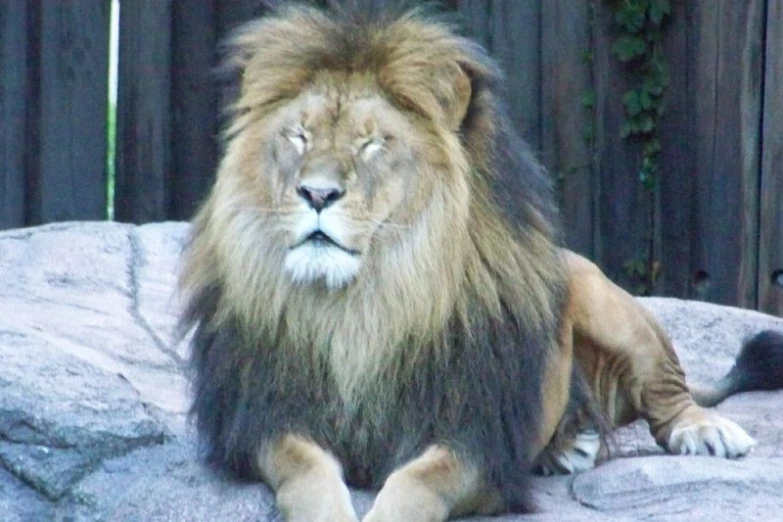 a large male lion sitting on a big rock
