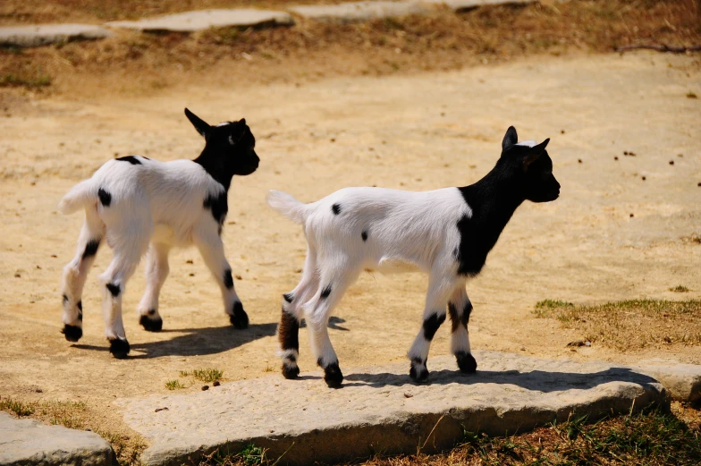 two baby black and white goats walking on a hill