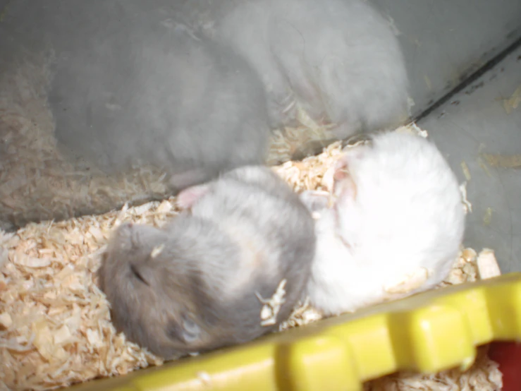 some white and grey hamsters in their cage