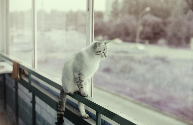 a gray and white cat is sitting on a window sill