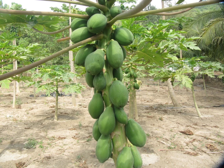 a close up of fruit on the tree