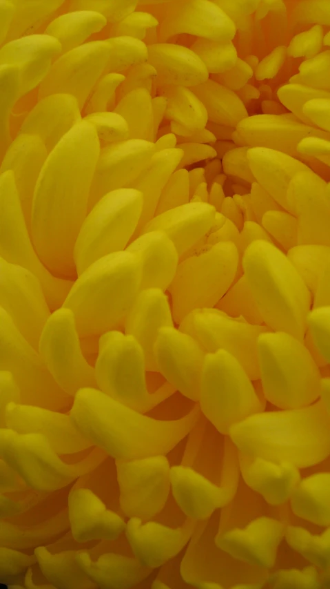 closeup view of yellow flower petals with tiny bumps