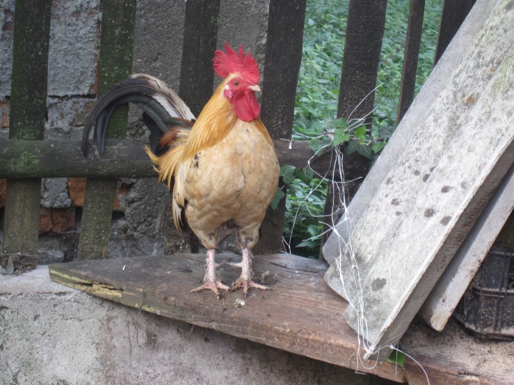 a rooster standing on top of a wooden shelf