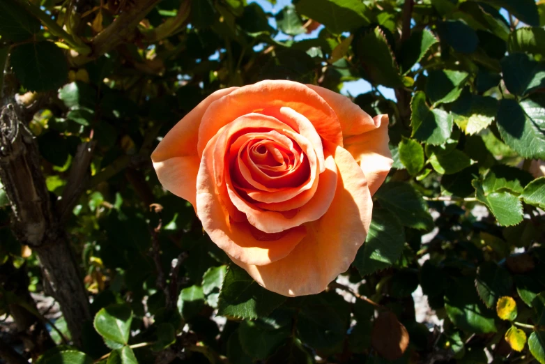 an orange rose blooming in a tree