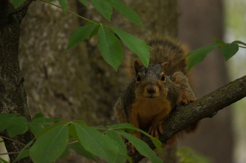 a squirrel standing on the trunk of a tree