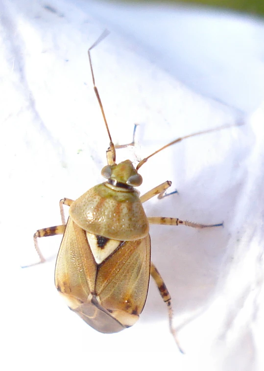 a large insect with brown and yellow wings on a white surface