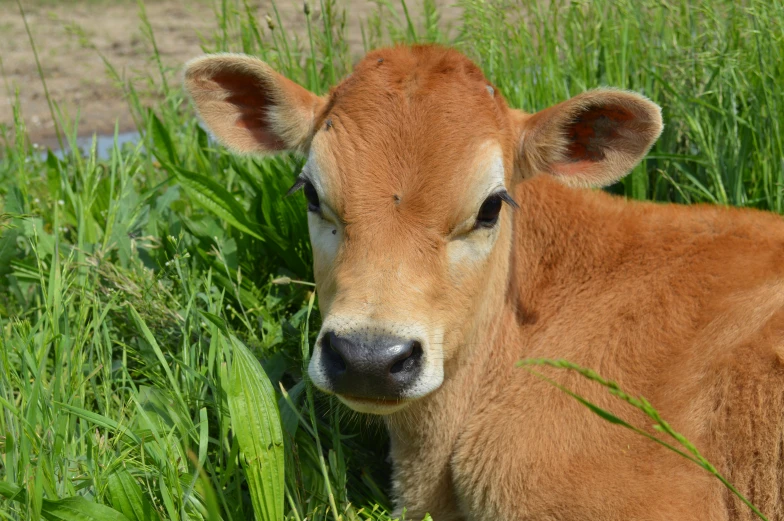 there is a young cow that is sitting in the tall grass