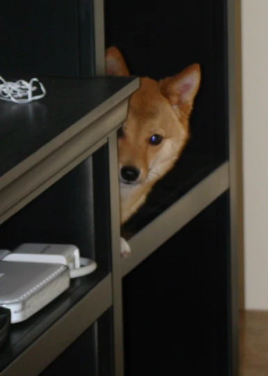 a dog peering from behind a shelf