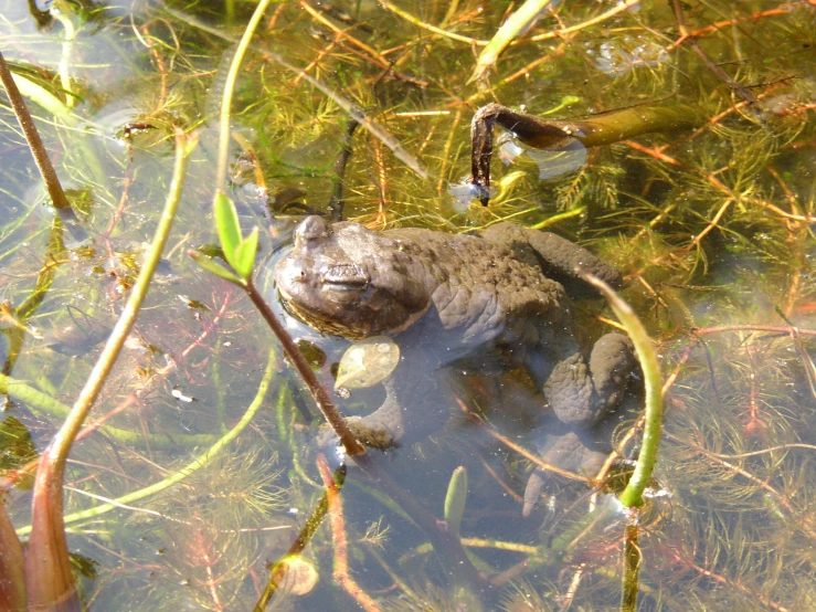 a toad with its face in the water