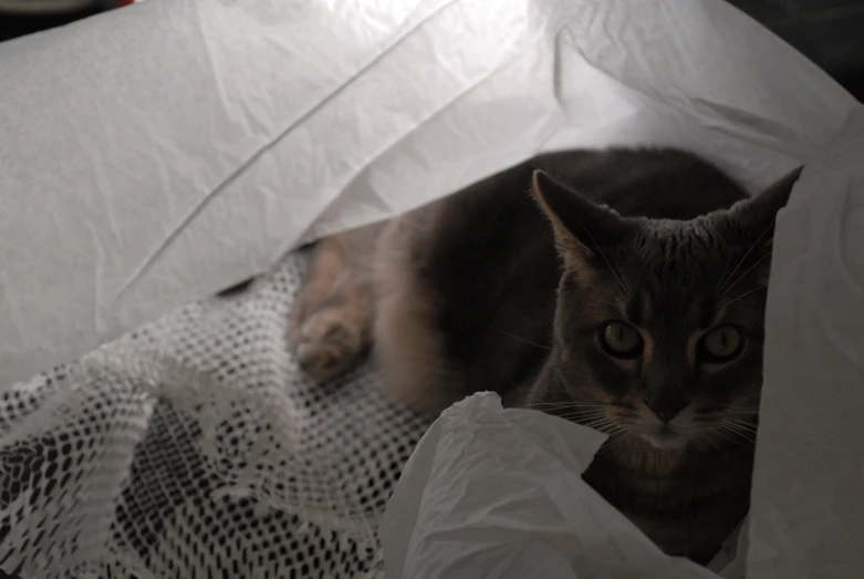 a cat is laying inside of a white paper bag