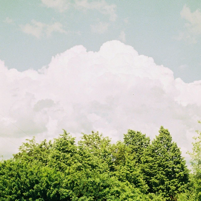 a herd of cattle grazing in an open field